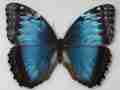Morpho helenor narcissus MOSAIC GYNANDROMORPH Female (Internet Image property of respective owner, non-commercial use only)